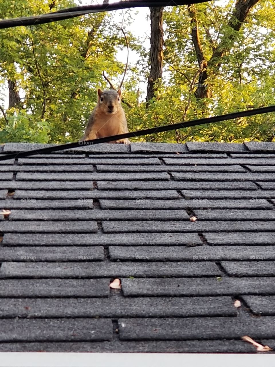 roof squirrel