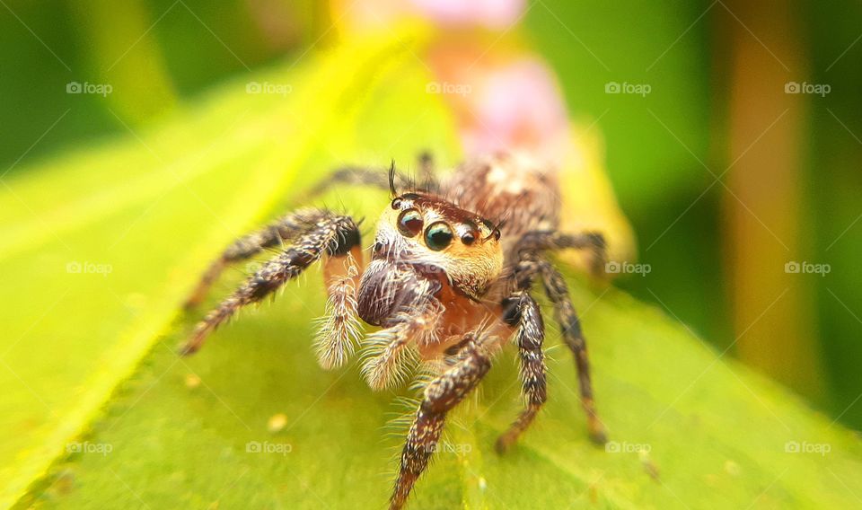 Wildlife photography