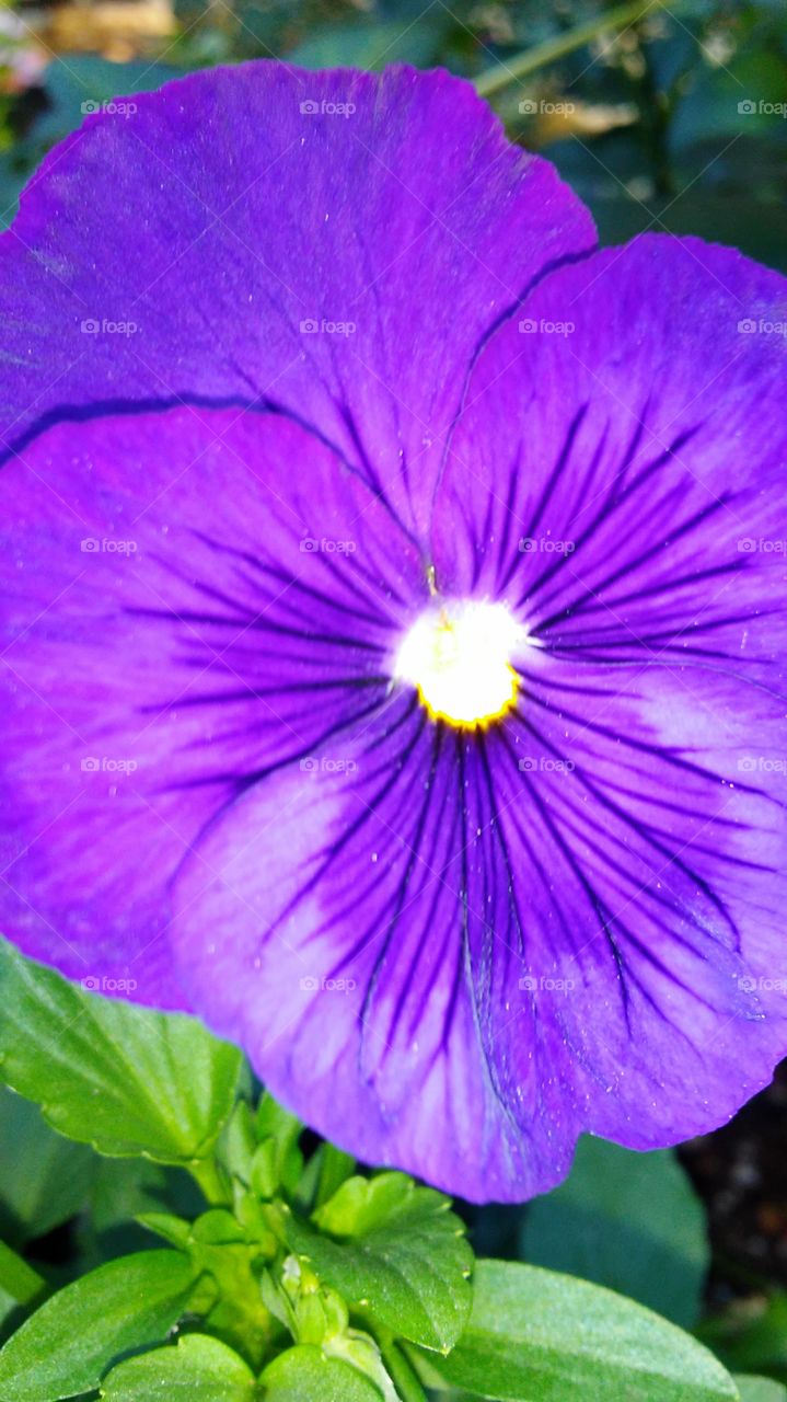 Flower, Flora, Nature, Leaf, No Person