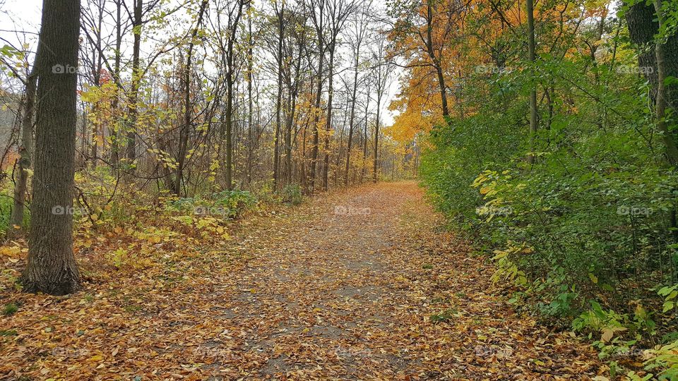 path through the Forest in Early Autumn