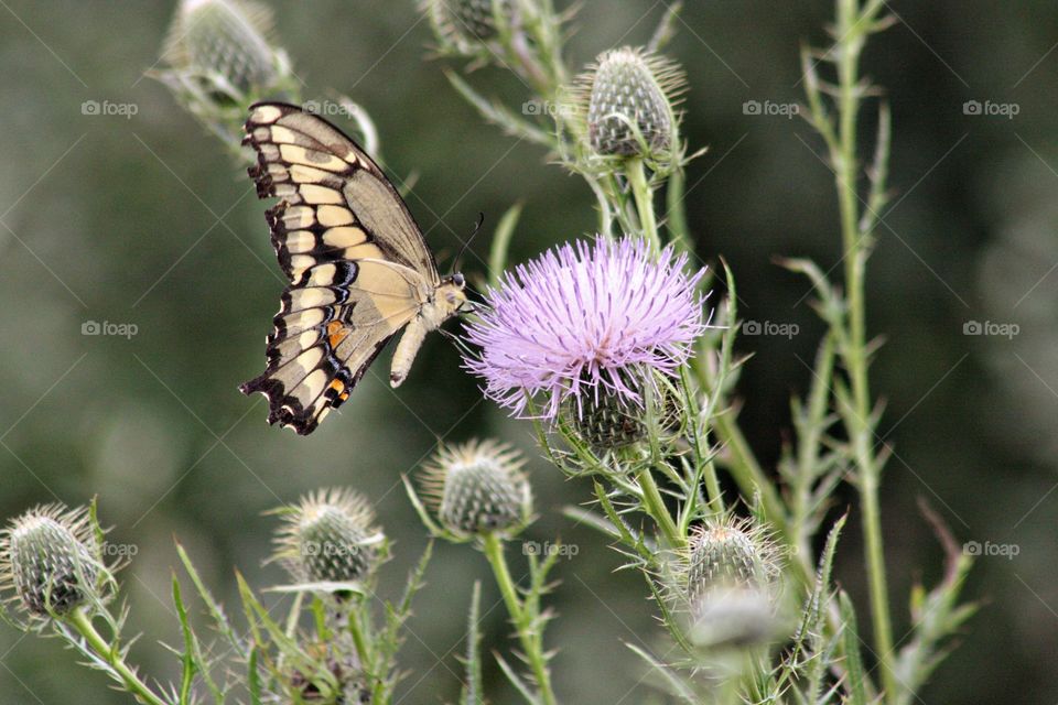 Yellow butterfly on purple flower blooming