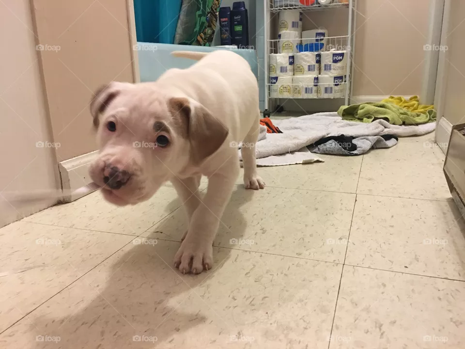 Cute dog