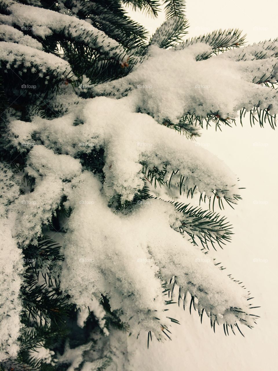 Snowy pine