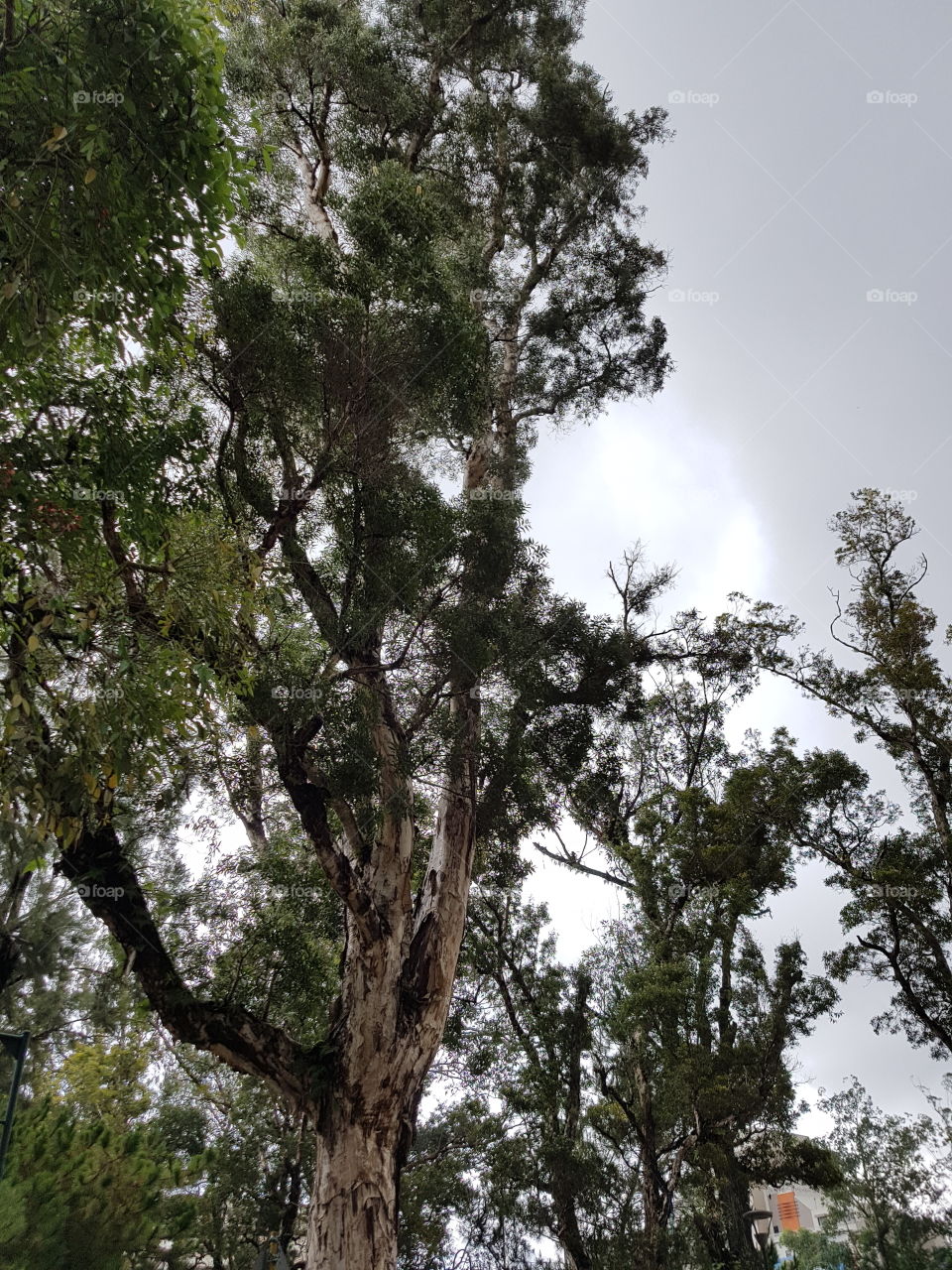 the light beyond the shades of trees