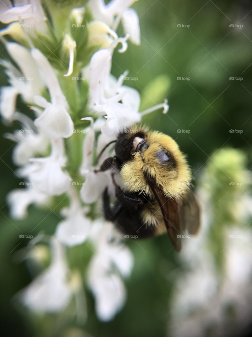 Bumblebee closeup