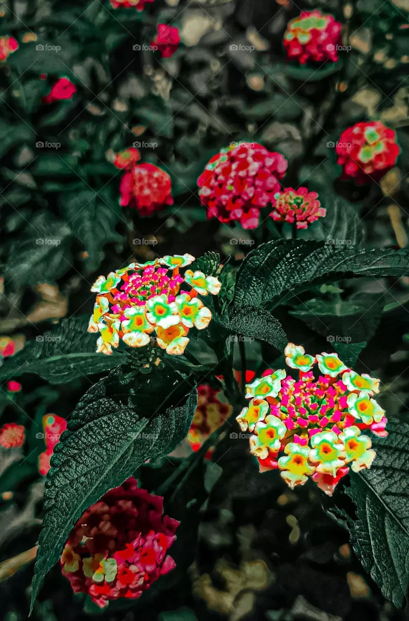 Beautiful flowers 