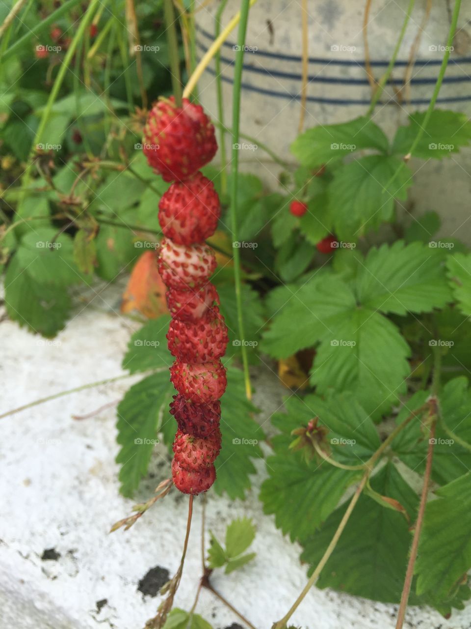 Wild strawberries on a straw