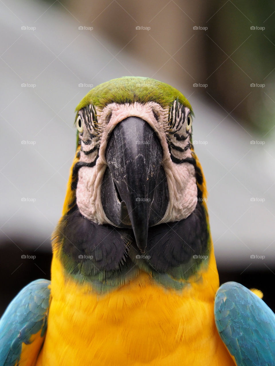 Portrait of a Blue and Yellow Macaw. Blue and Yellow Macaw facing camera straight on