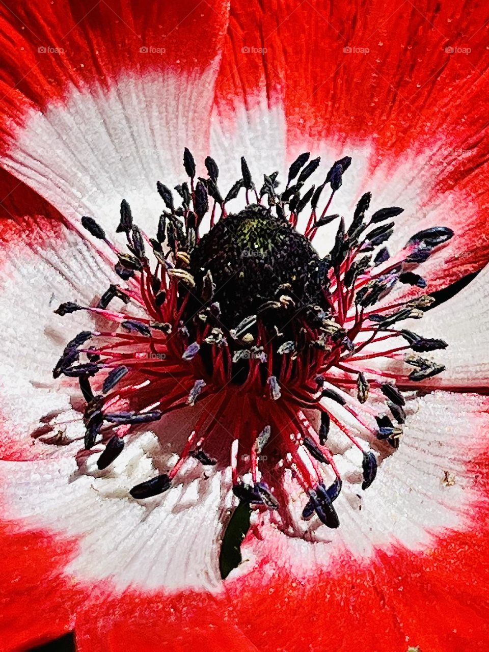 Red poppy with white center