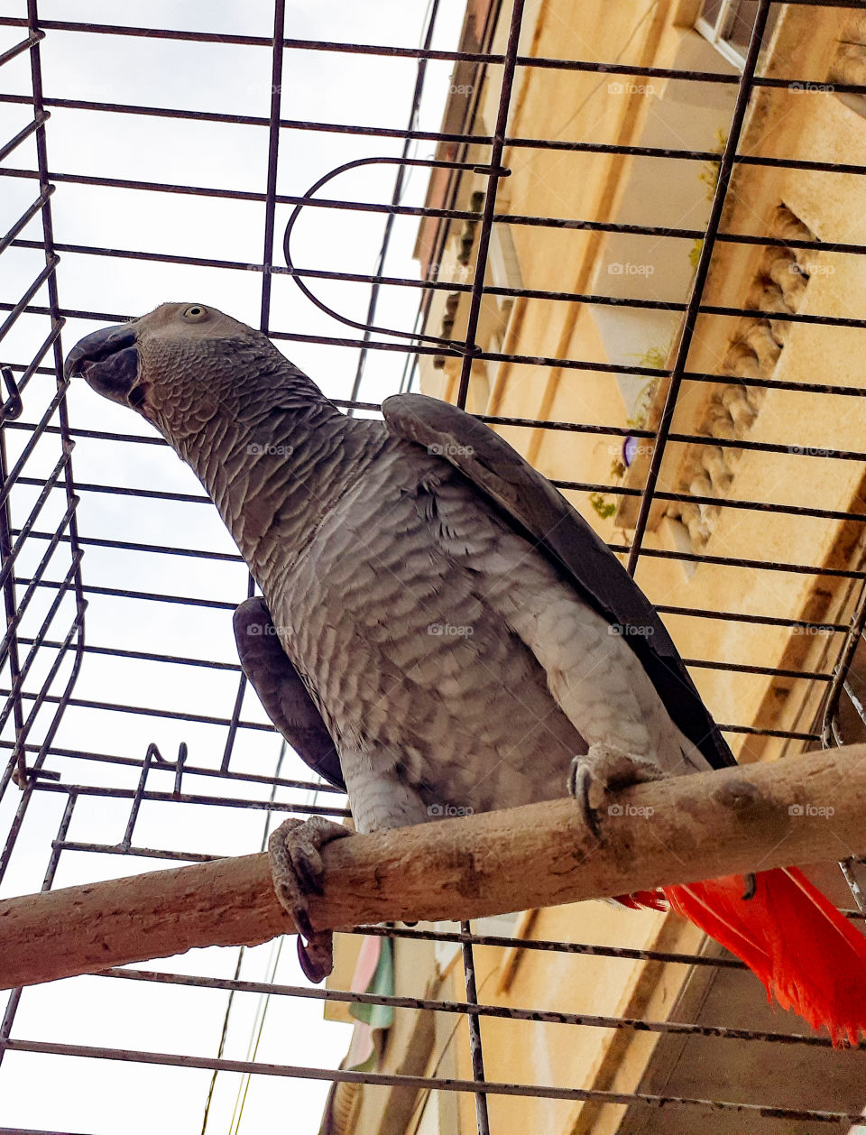Parrot in cage