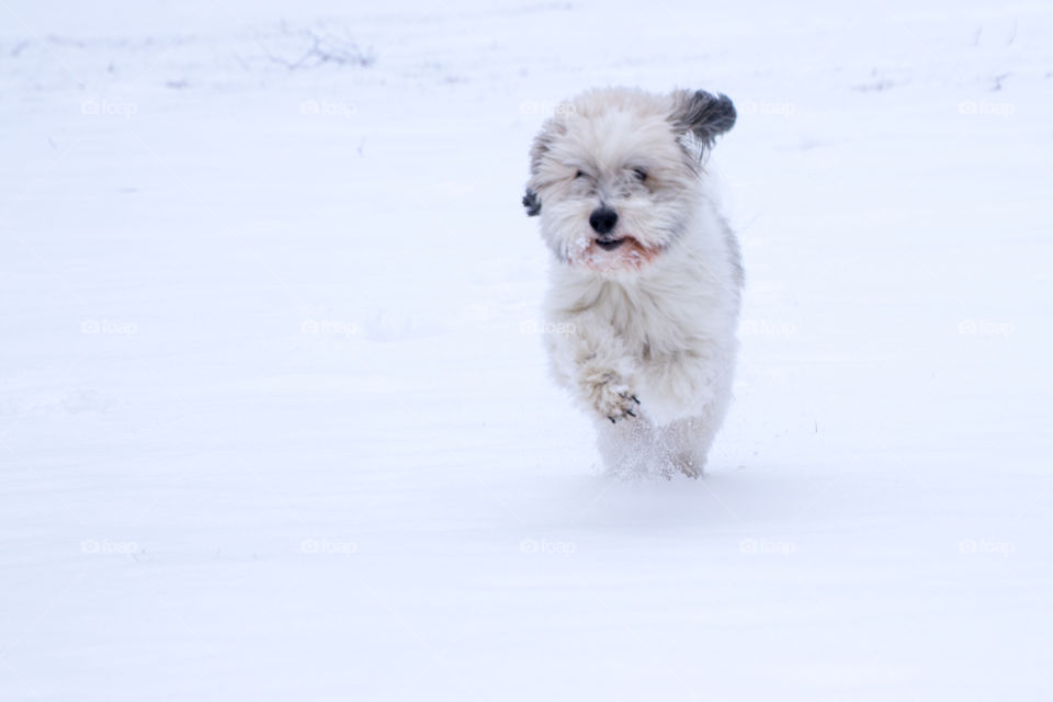 coton du Tulear enjoying the snow on a chilly March day