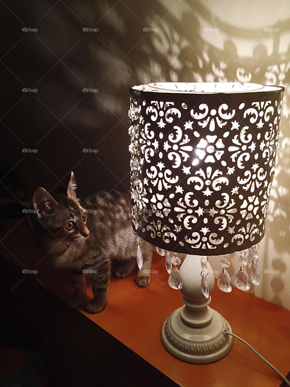 Kitten is playing with a lamp