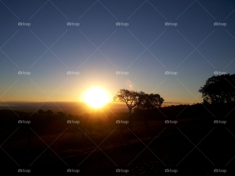 Silhouette of trees during sunset