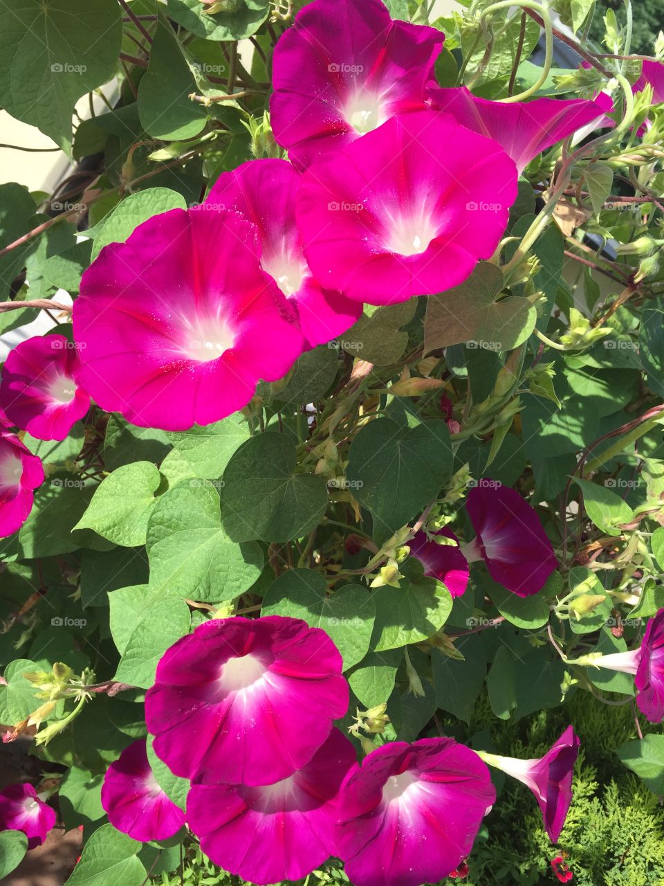 Beautiful pink flowers