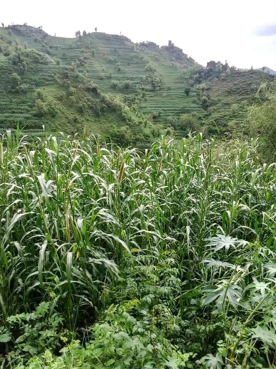 Glory be to God, the magnificent and picturesque view and the natural green trees are a view that is nothing more wonderful than it