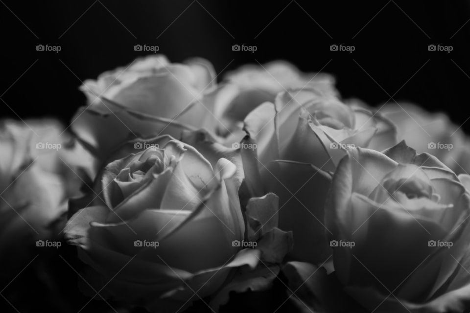 Close-up of roses