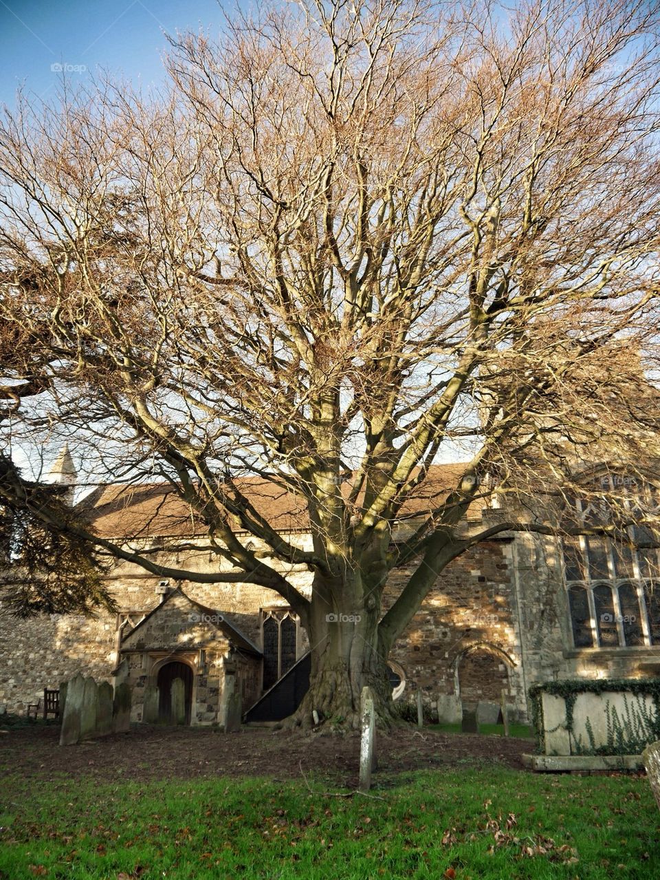 Tree in churchyard