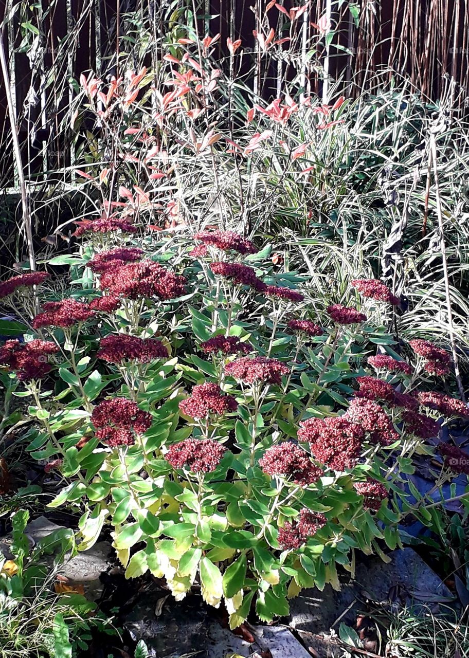 brown-red flowers of sedum and red azalea leaves  in sunny garden