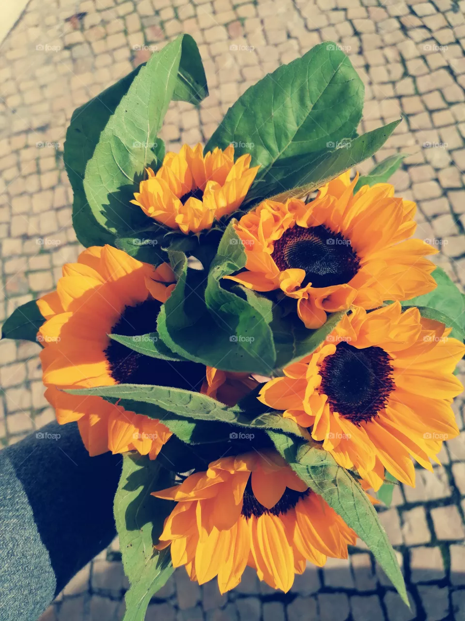 Sunflower, flowerpower