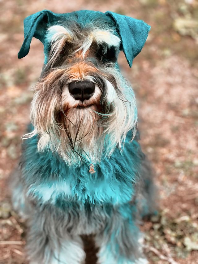 Colorful dog