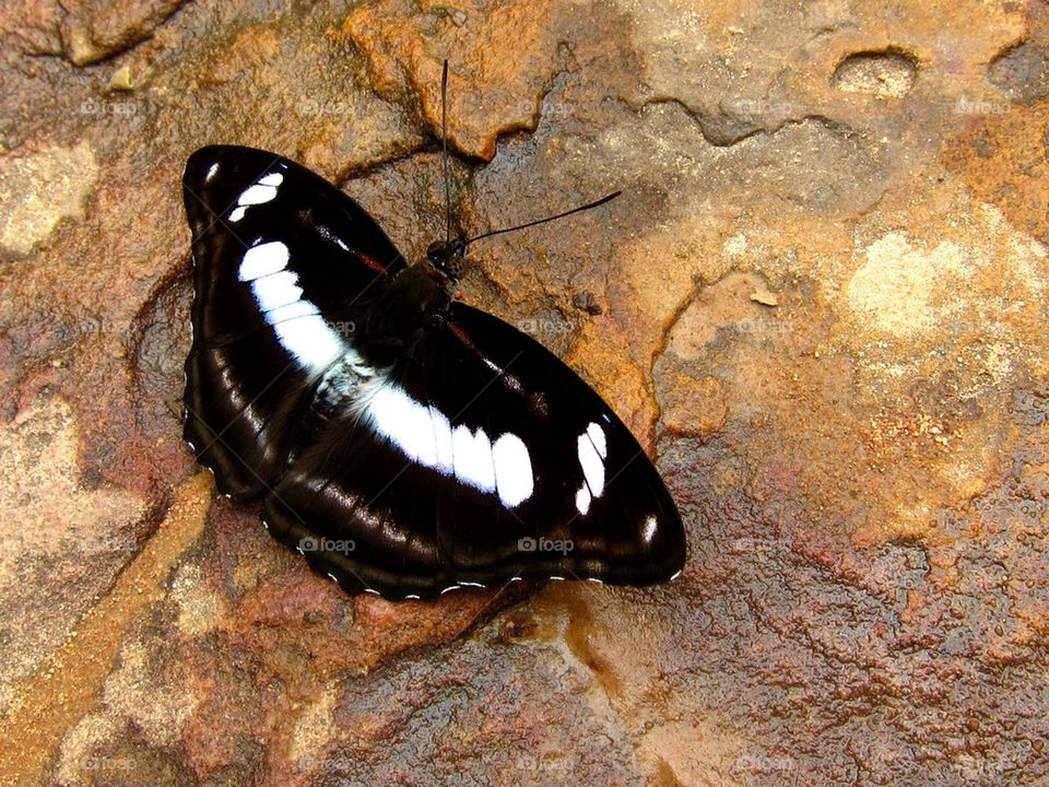 Butterfly on stone