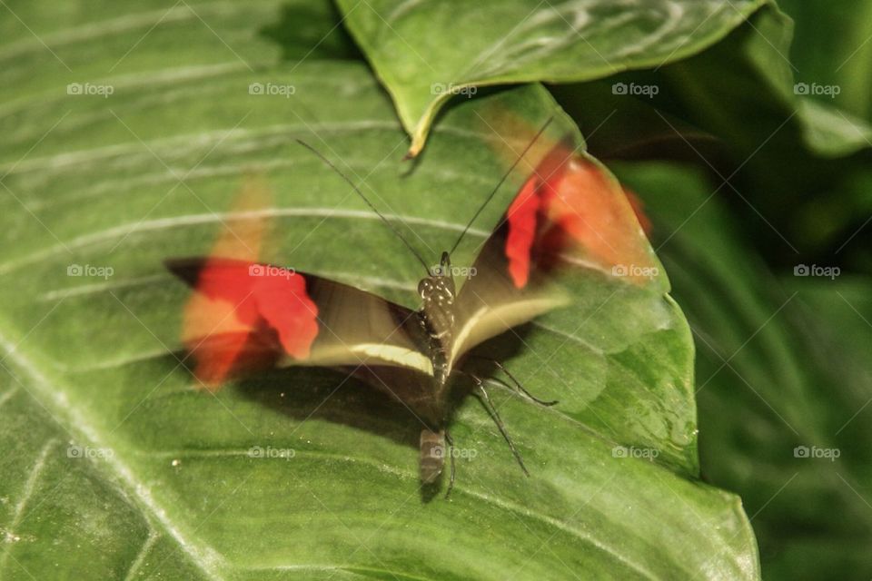 Butterfly in motion