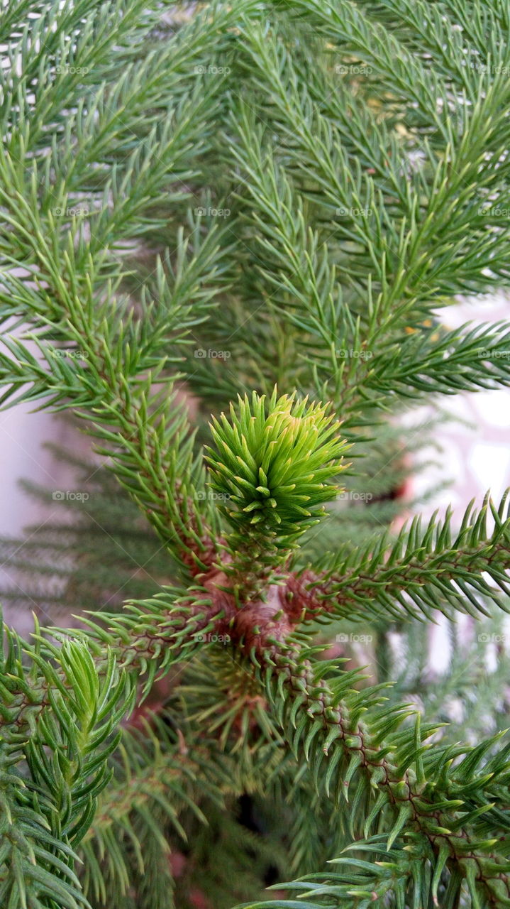 Close-up of fir tree