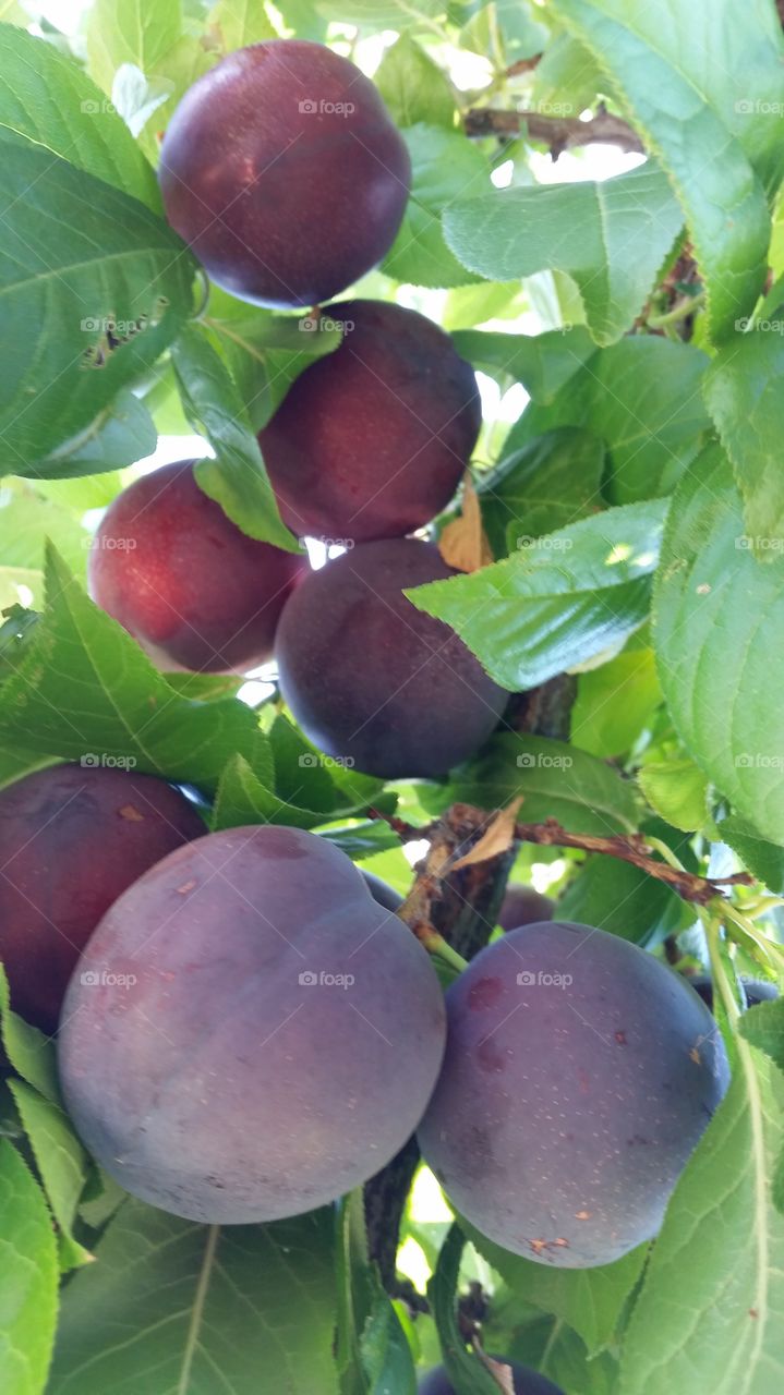 Ripe plums ready to be picked