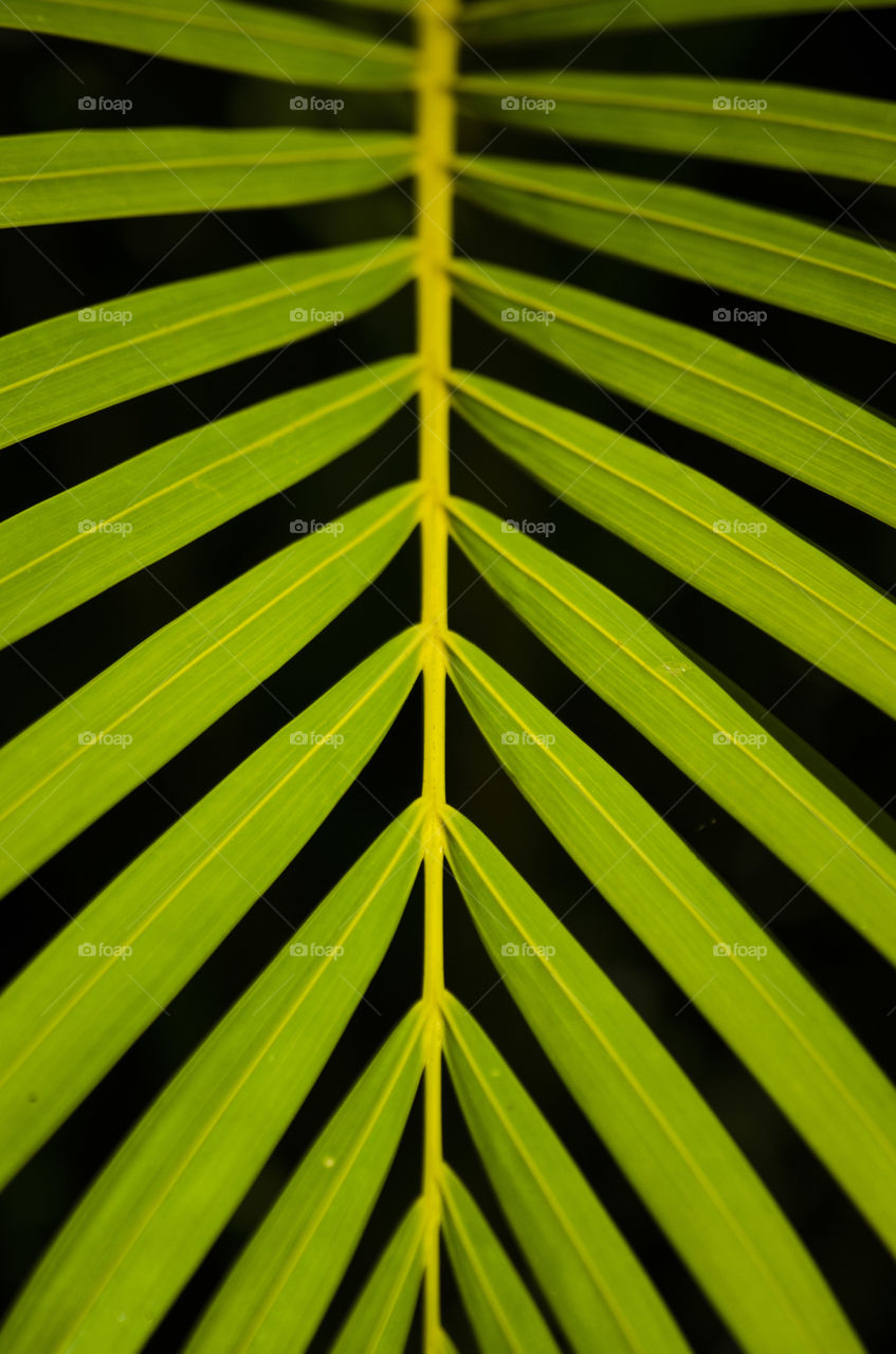 Green leaf