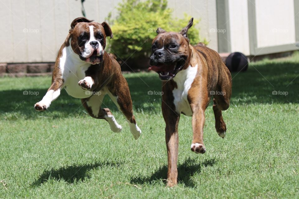 Boxers playing 