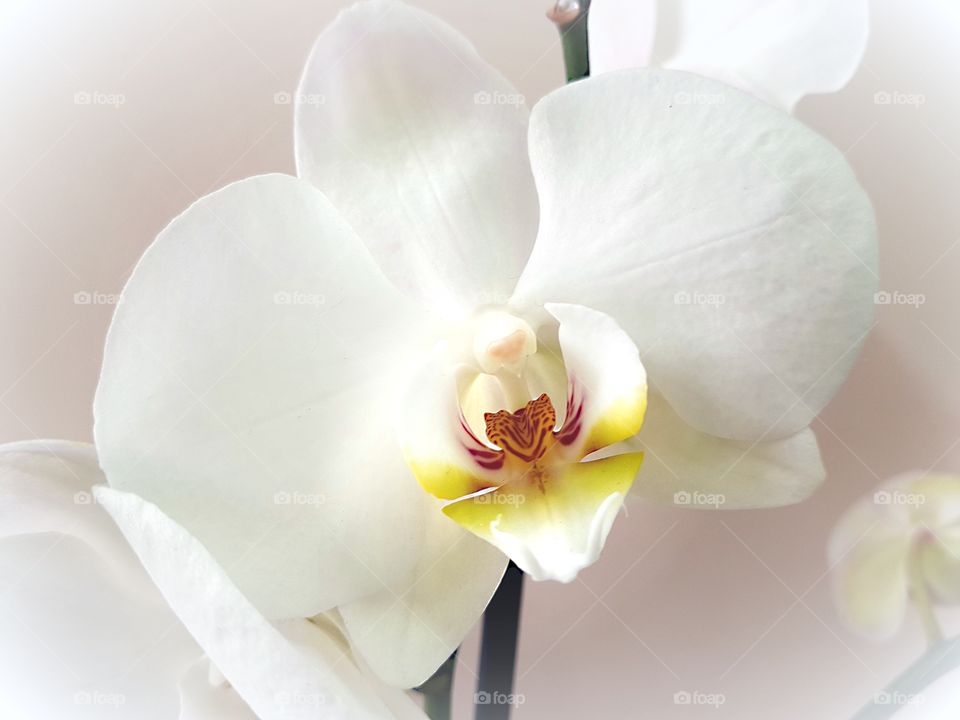 Very delicate white orchid
