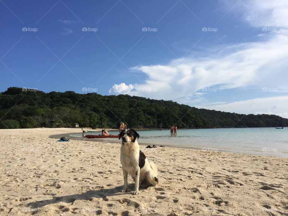 Friendly dog in the beach