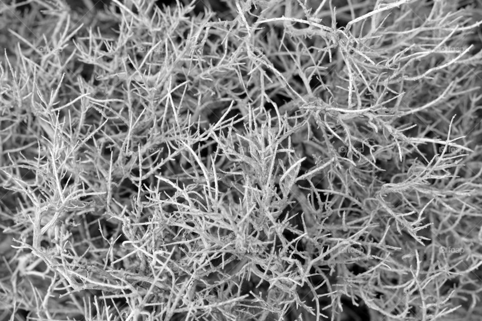 Dry tree background. Black and white photo.