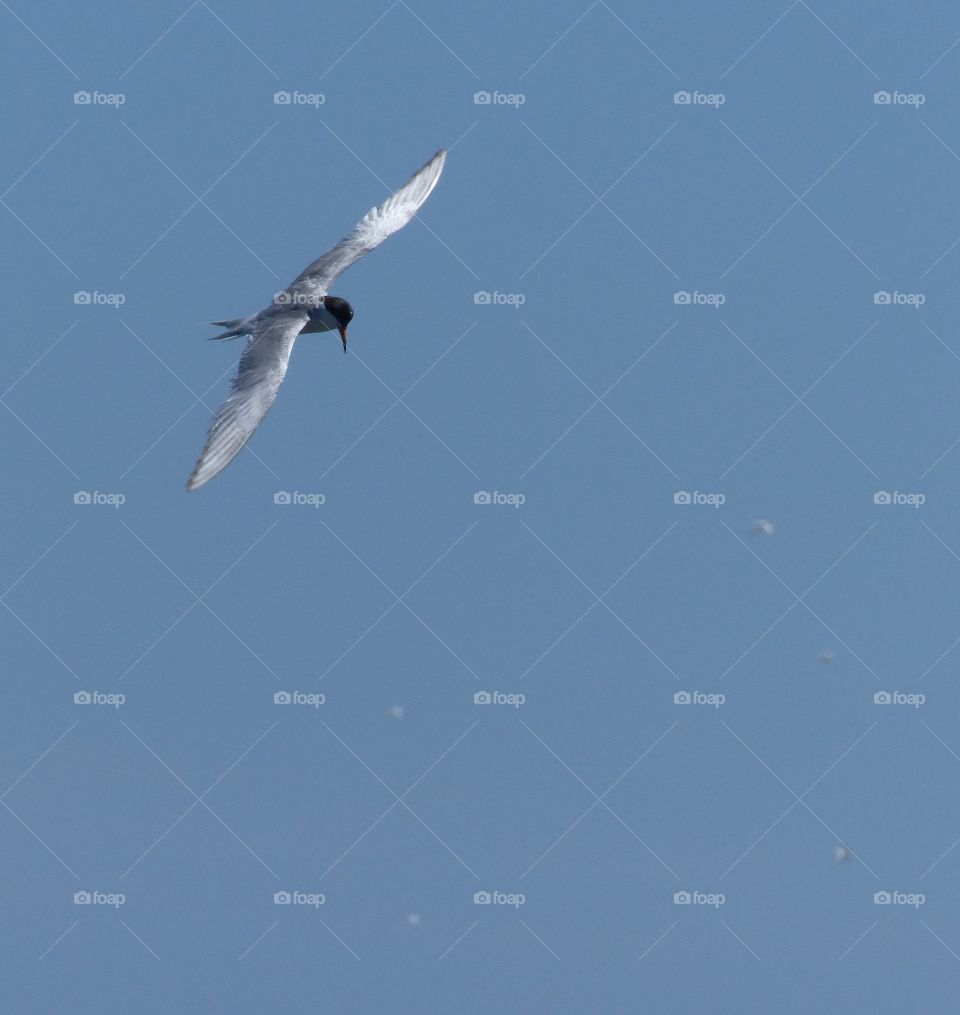 Tern flying