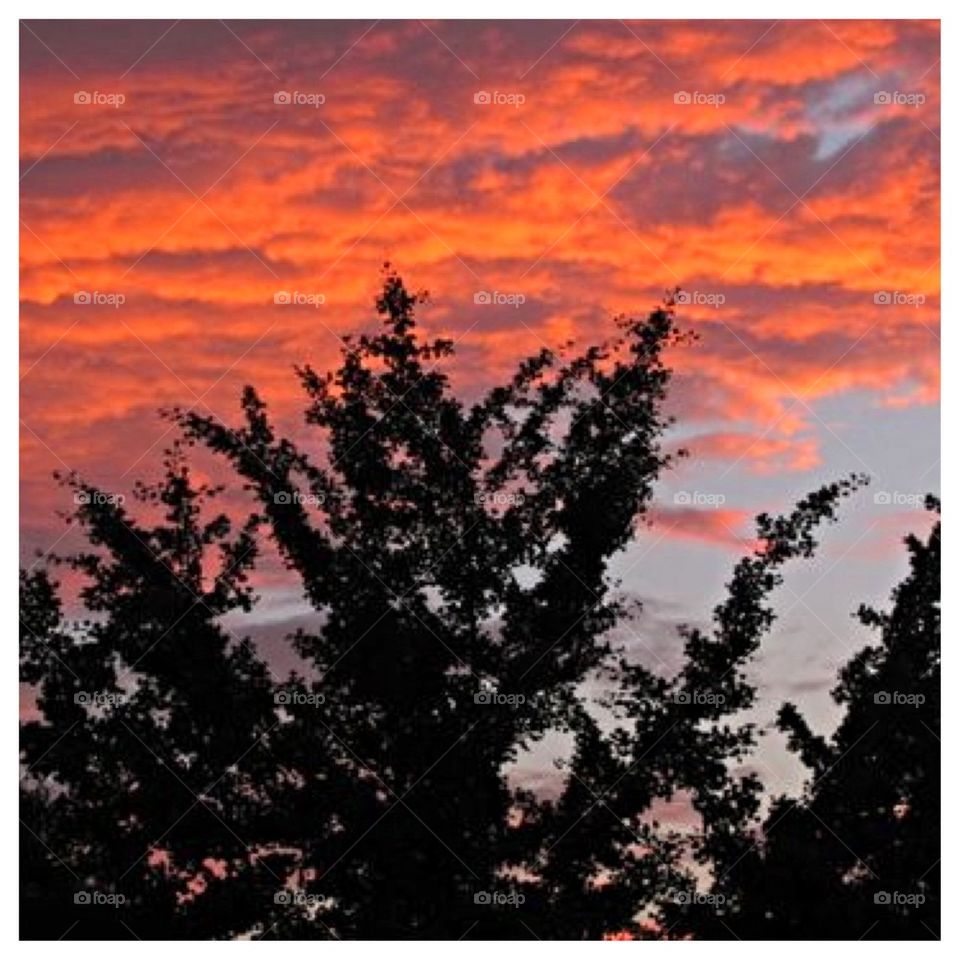 Orange Sunset Tree Silhouette