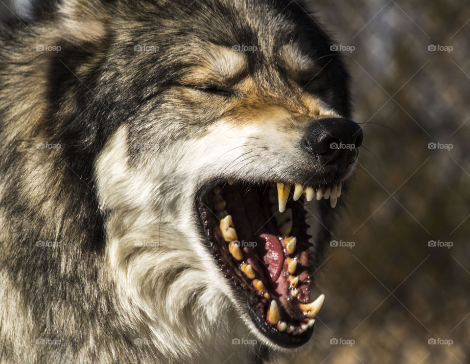 Wolf showing teeth