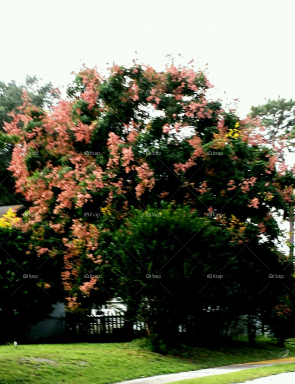 around town. my favorite tree in the fall