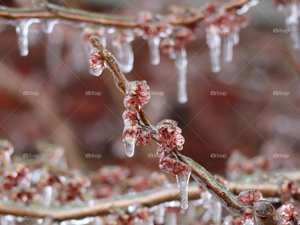 Freezing rain on flowers