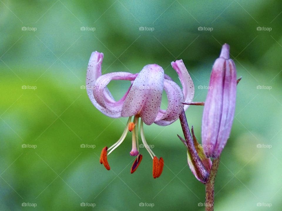 Wild lily in the forest