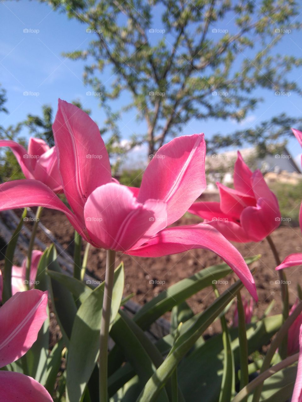 Солнечно в саду, тюльпаны