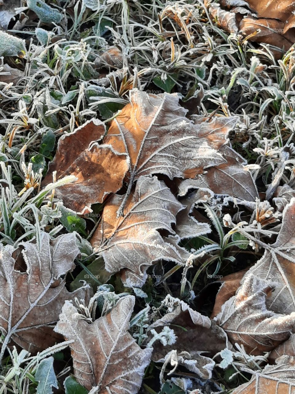 first autumn frost on fallen sunlit  leaves