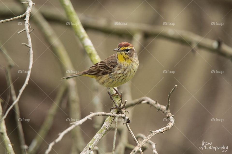 Palm Warbler