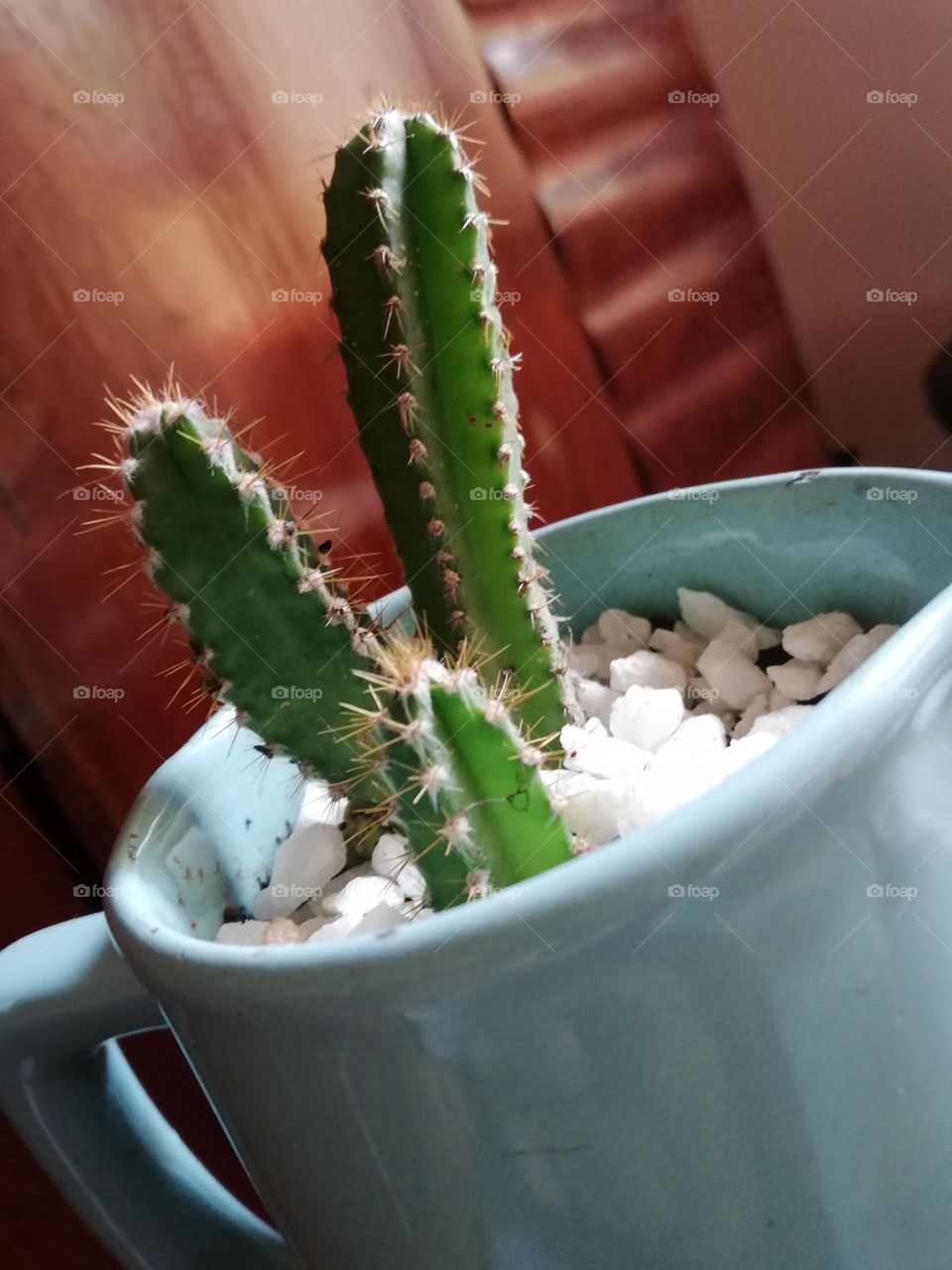Cactus are the best indoor plants