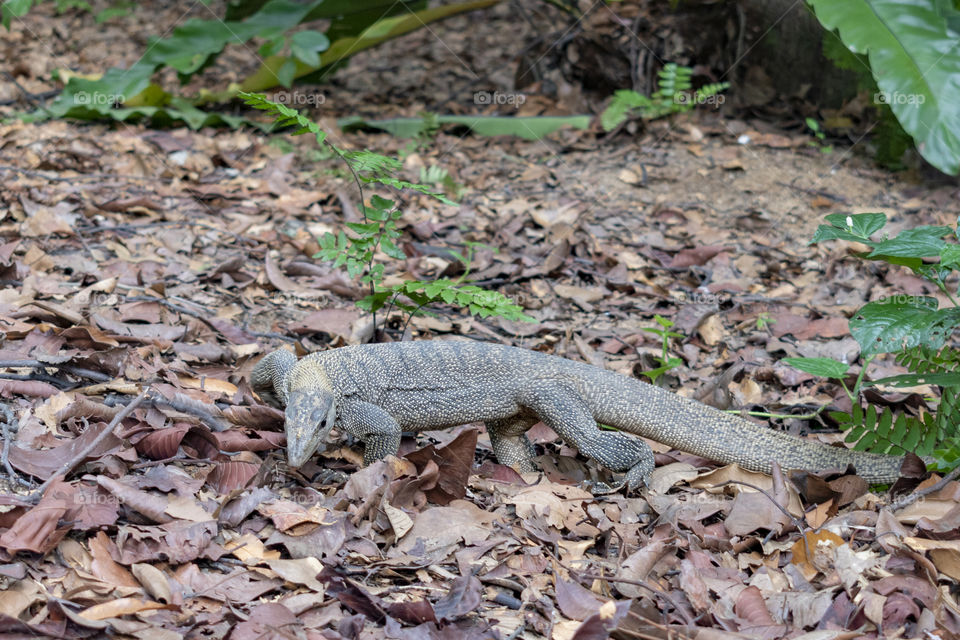 Giant lizard crawling in the garden looking for food