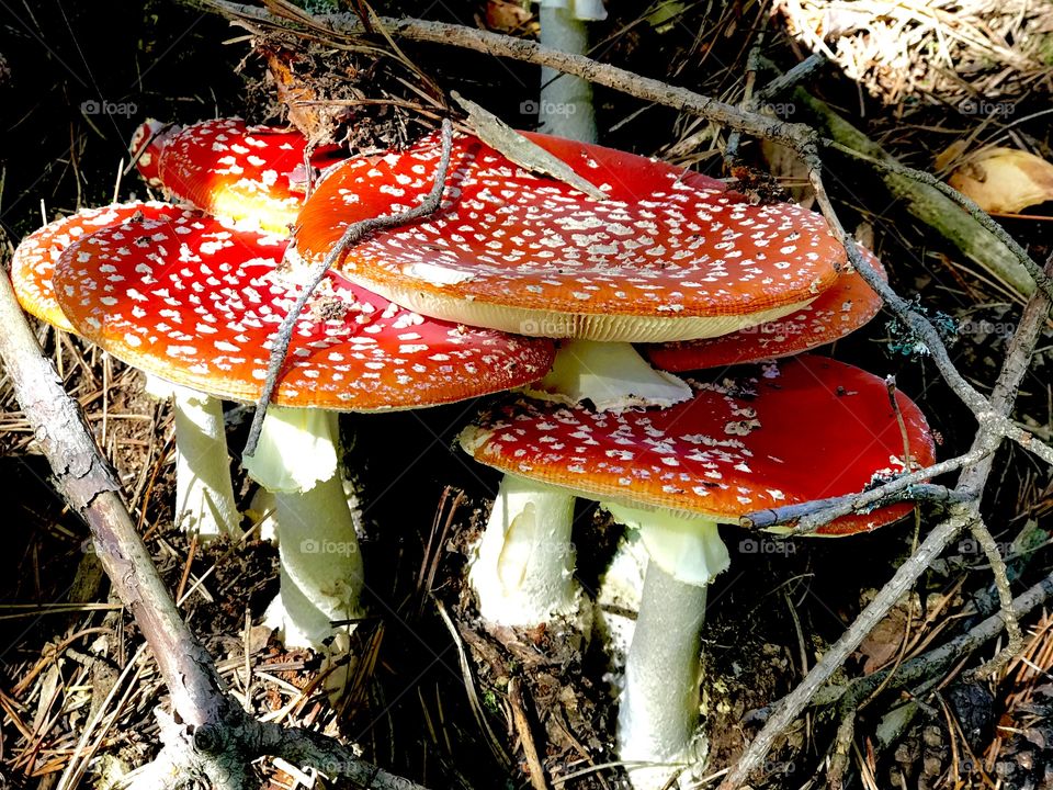 Toadstools