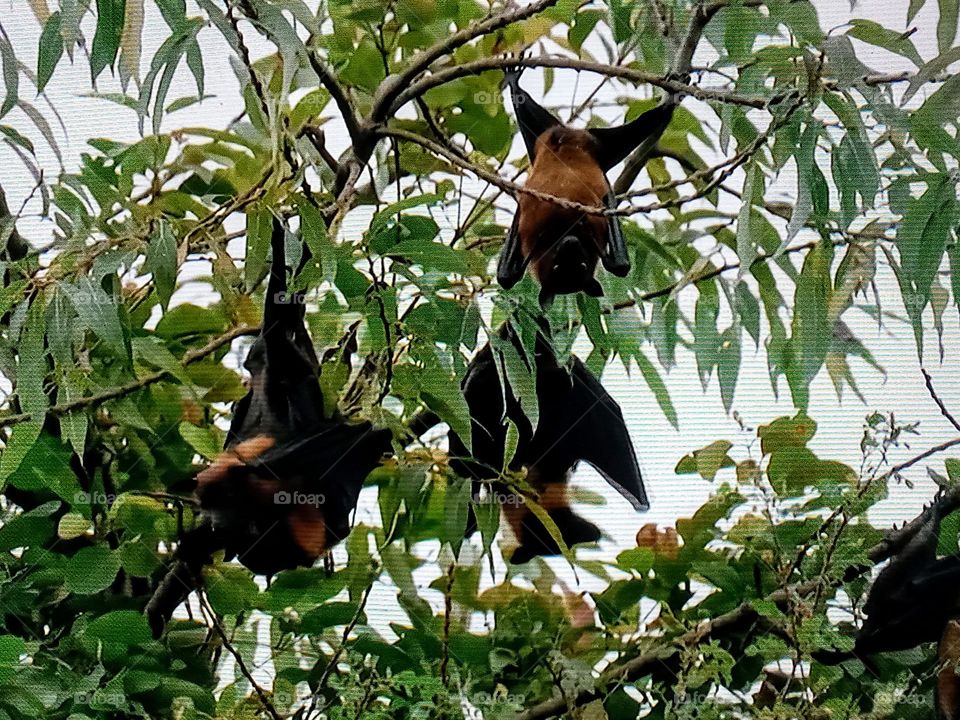 bat's on tree