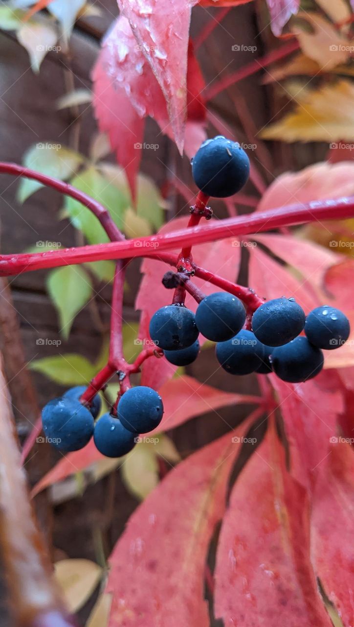 last berries before winter sets in
