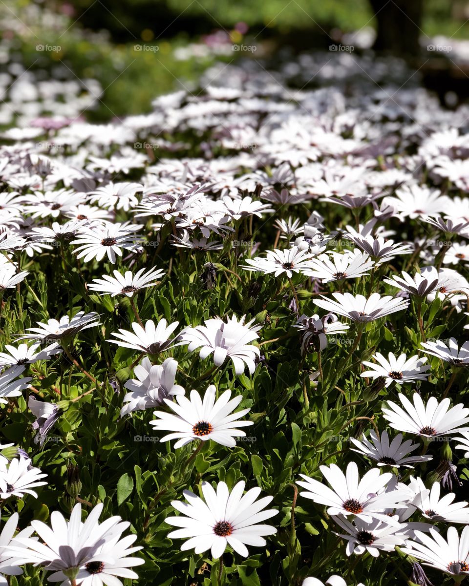 Osteospermum, cape daisy, spring flowers