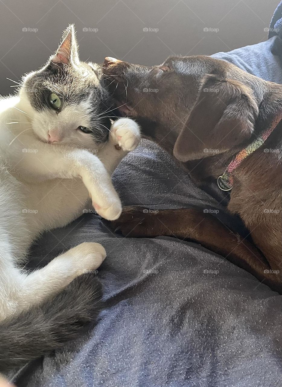 Our cat, Winter, always has time to get kisses from Sadie.  They spend hours laying together or playing chase!