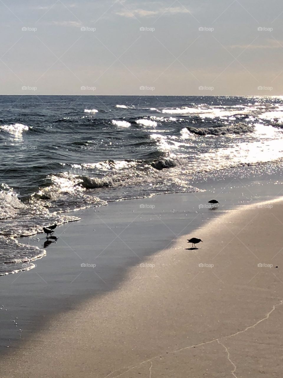 Little sanderlings in late afternoon 